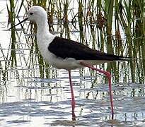 Black-winged Stilt