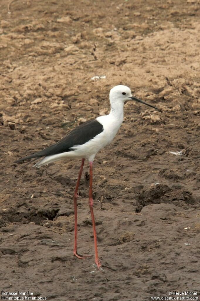 Black-winged Stilt