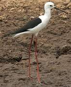 Black-winged Stilt