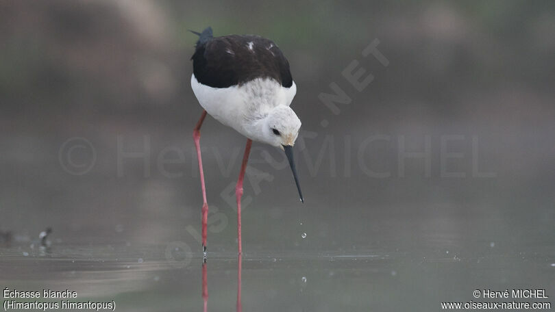 Black-winged Stiltadult