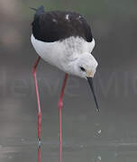 Black-winged Stilt