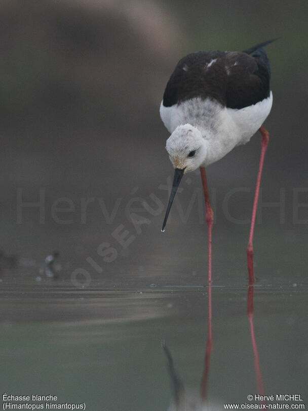 Black-winged Stilt