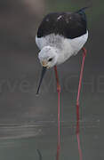 Black-winged Stilt