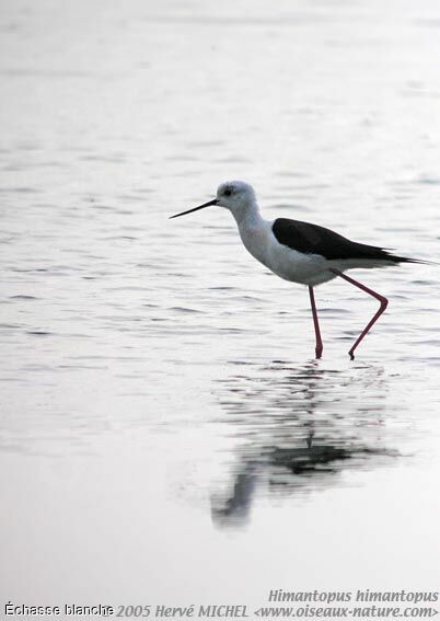 Black-winged Stilt