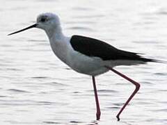 Black-winged Stilt