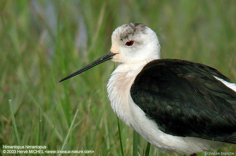 Black-winged Stilt