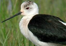 Black-winged Stilt