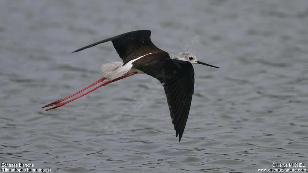 Black-winged Stiltadult