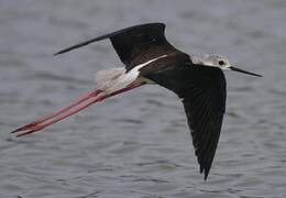 Black-winged Stilt