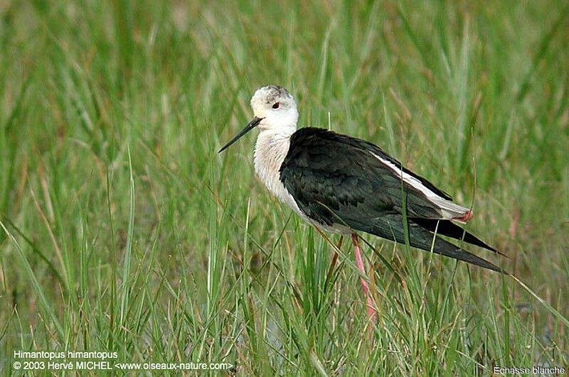 Black-winged Stilt