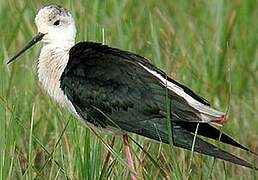 Black-winged Stilt