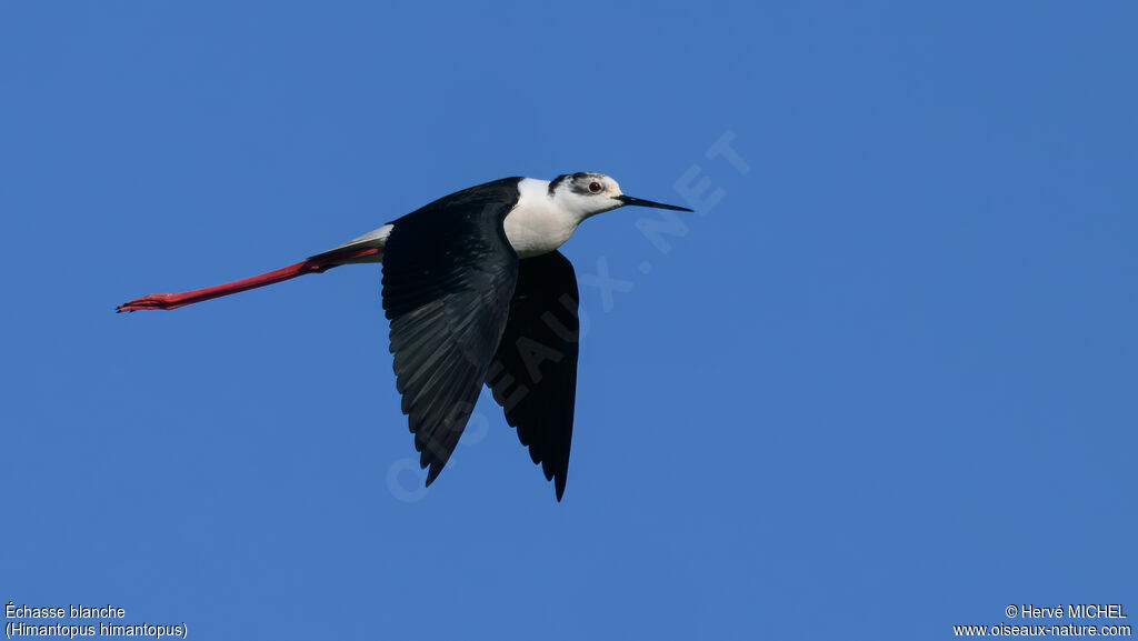 Black-winged Stilt