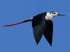 Black-winged Stilt