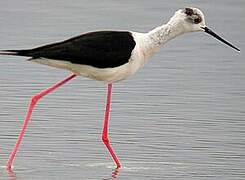 Black-winged Stilt