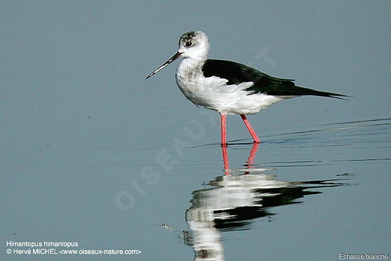 Black-winged Stilt