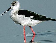 Black-winged Stilt