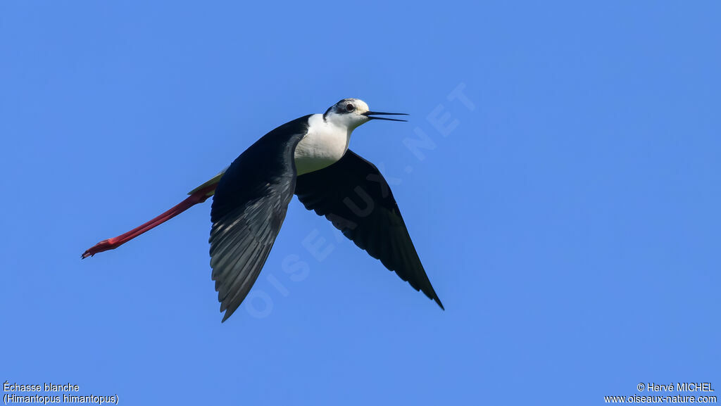 Black-winged Stilt