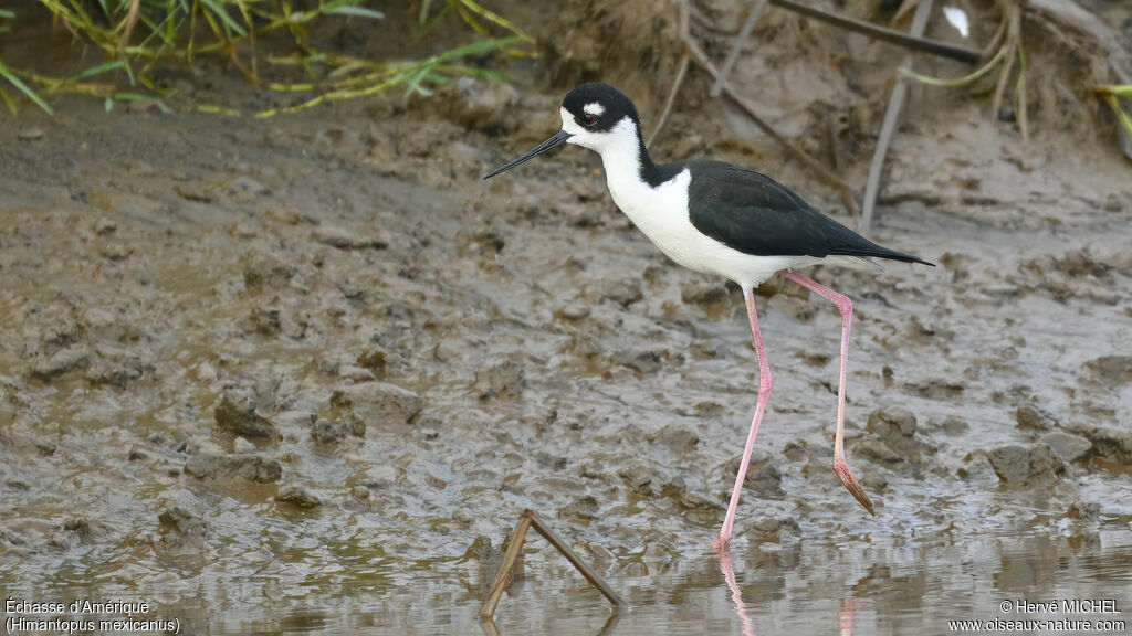 Black-necked Stilt