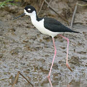 Black-necked Stilt