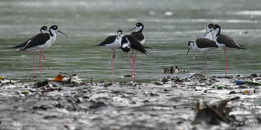 Black-necked Stilt