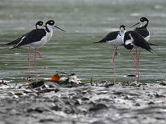 Black-necked Stilt