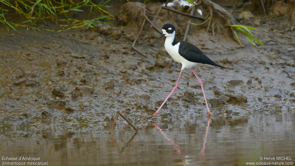 Black-necked Stilt