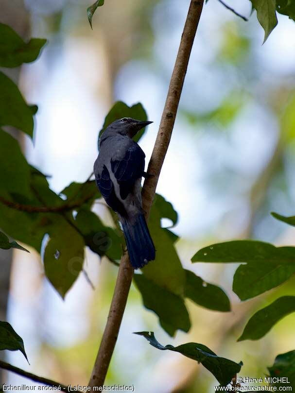 Black-winged Cuckooshrike