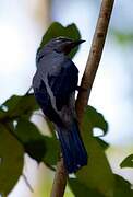 Black-winged Cuckooshrike