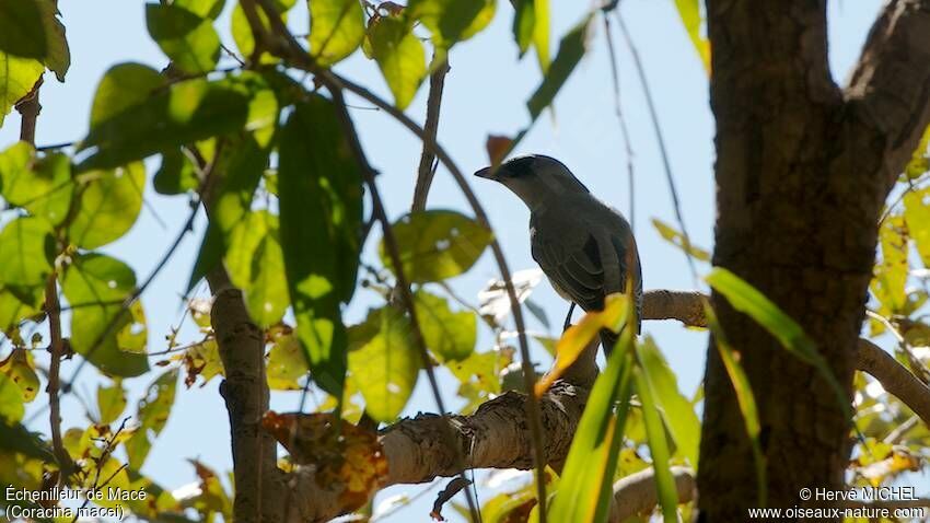 Large Cuckooshrike