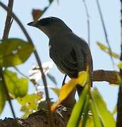 Indian Cuckooshrike