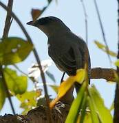 Large Cuckooshrike