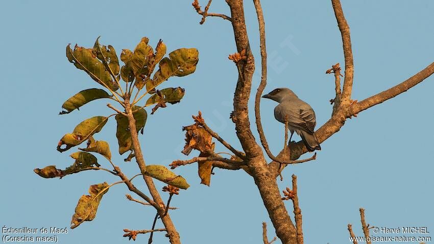 Large Cuckooshrike