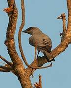 Large Cuckooshrike