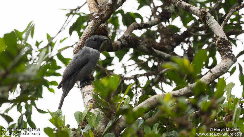 Madagascar Cuckooshrike