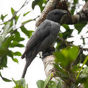 Madagascar Cuckooshrike