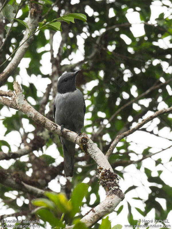Madagascan Cuckooshrike