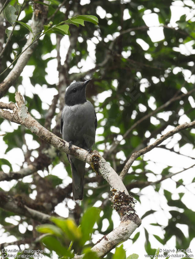 Échenilleur malgache