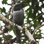 Madagascan Cuckooshrike