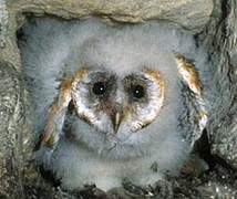 Western Barn Owl