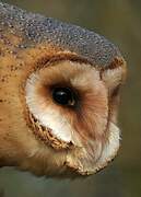 Western Barn Owl