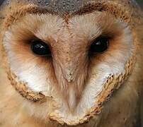 Western Barn Owl