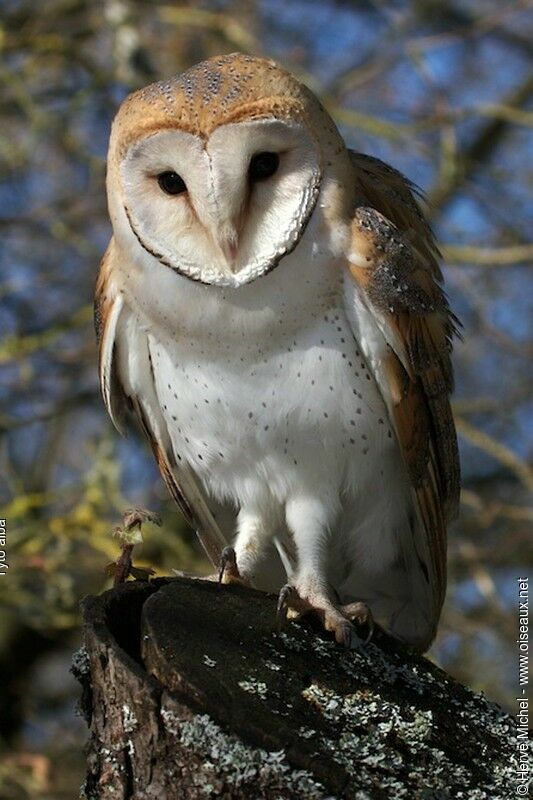 Western Barn Owl