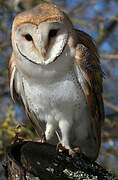 Western Barn Owl