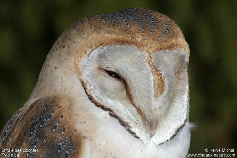 Western Barn Owl