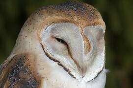 Western Barn Owl