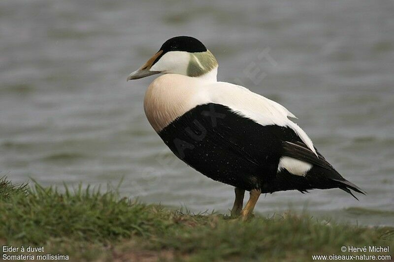 Eider à duvet mâle adulte nuptial