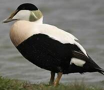 Common Eider