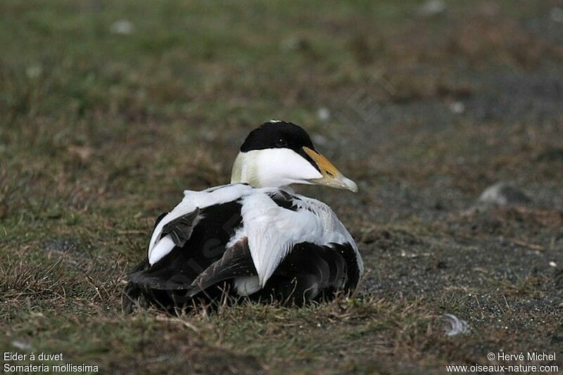 Eider à duvet mâle adulte nuptial