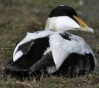 Eider à duvet