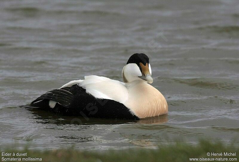 Eider à duvet mâle adulte nuptial